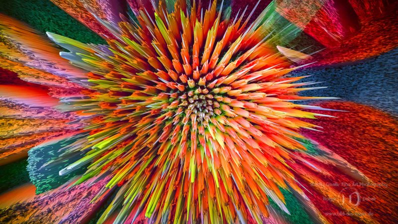 Digital Art - echinacea2